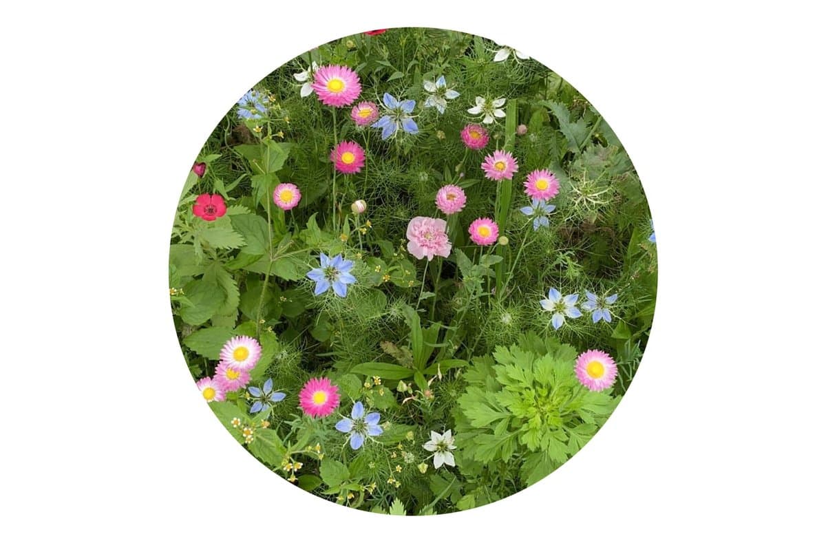 Seed bags dried flowers 4 gram 5