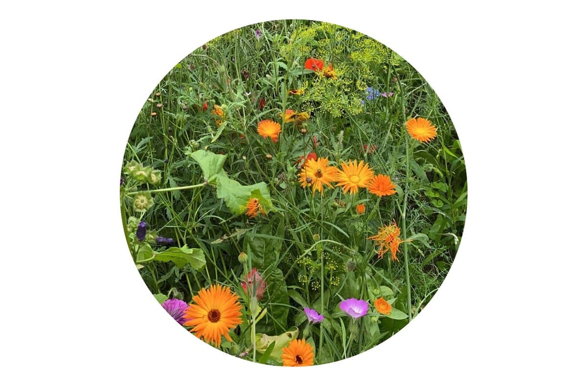 Seed bags wild flowers 4 gram 5