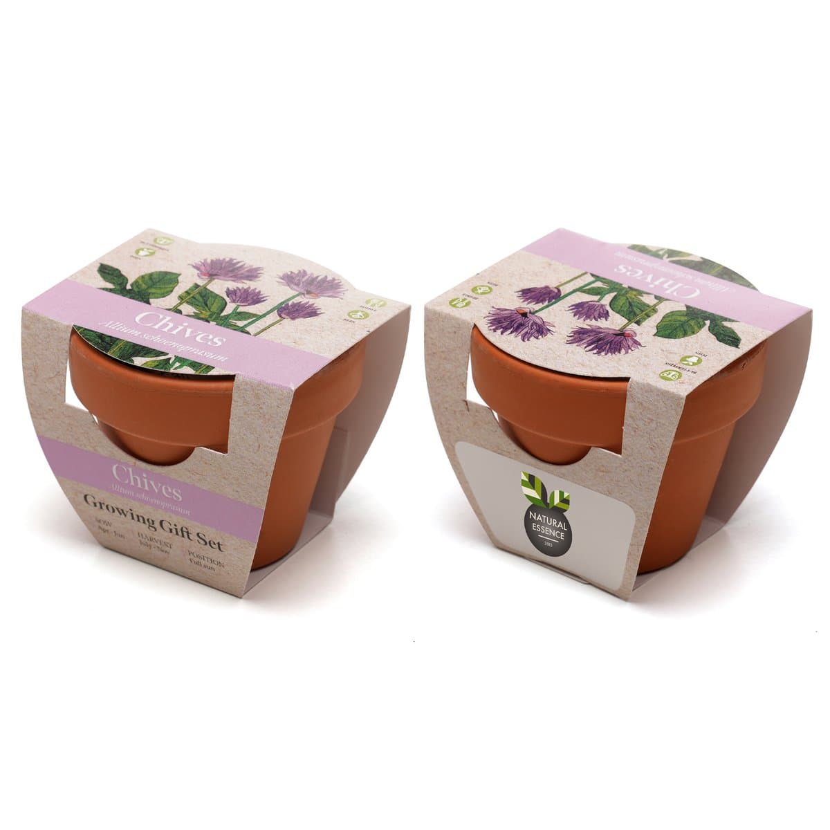 Standard Growing Gift with Mini Terracotta Pot 3