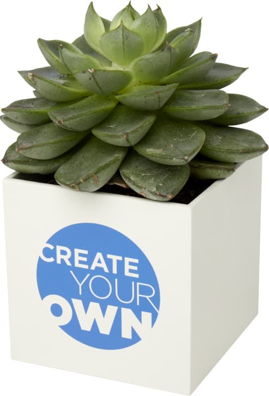 Hey Pots aluminium planted pot - succulent 4